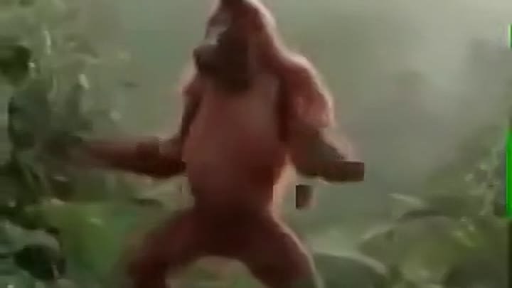 Танец обезьян. Танцующая обезьяна. Обезьяна танцует. Танец мартышек.