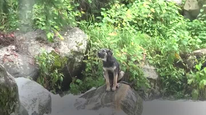 Спасли застрявшего посреди бурной реки пса