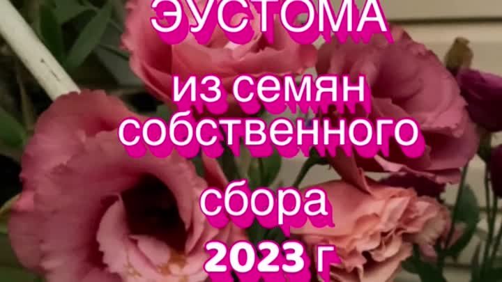 ЭУСТОМА ИЗ СЕМЯН СОБСТВЕННОГО СБОРА. 2023 г.