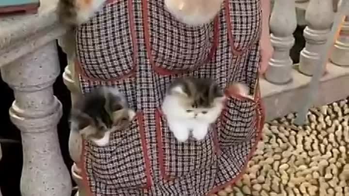 Идеальная одежда для любителя котиков