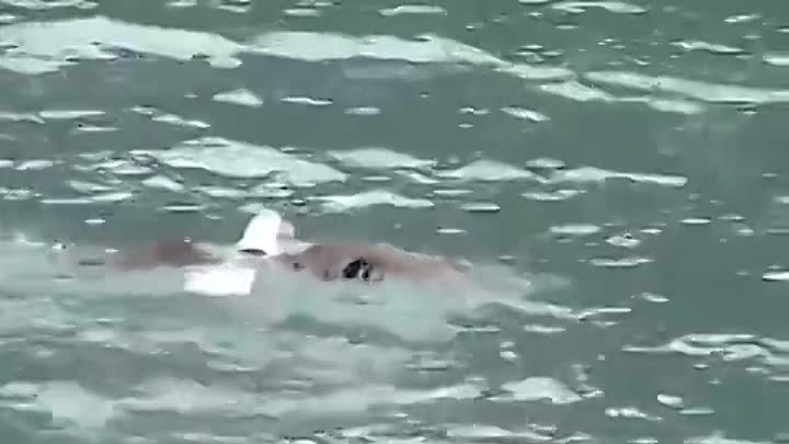 Белоголовые орланы умеют плавать