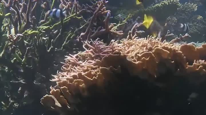 Подводный рай. Гаваи.