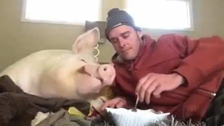 Свинья и человек