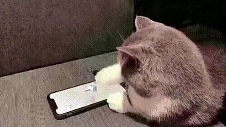 Кот играет в игру на телефоне