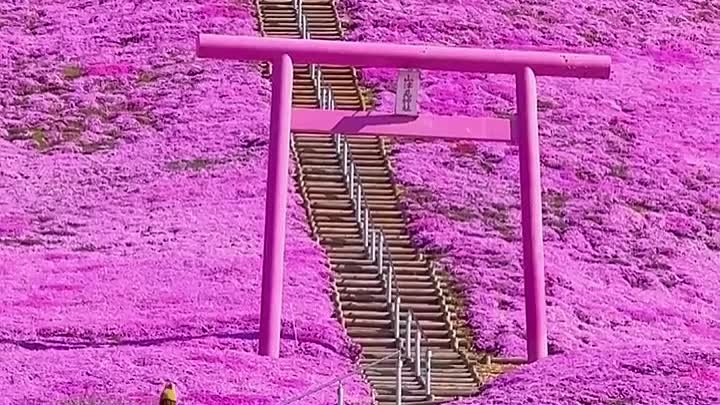 📍 Higashimokoto Shibazakura Park, Hokkaido, Japan