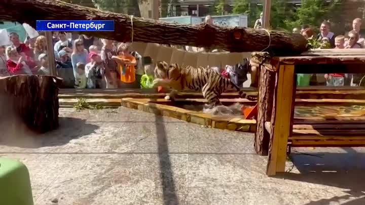 Мариупольскому тигренку Зевсу помогают жители Санкт-Петербурга