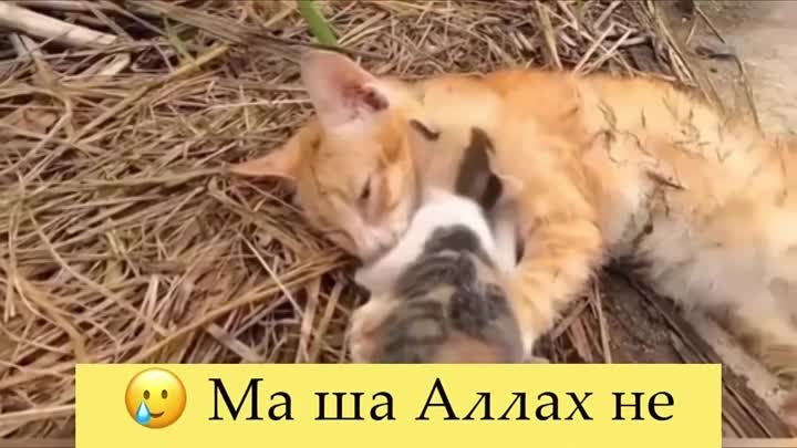 МашаАллах 