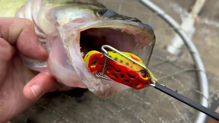 Рыболовный инструмент удаляет приманку быстро и легко (для хищника) !!
