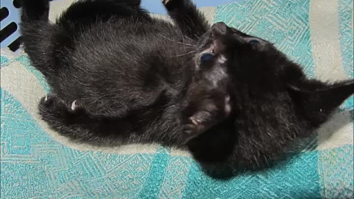 Маленький черный котенок ищет дом!