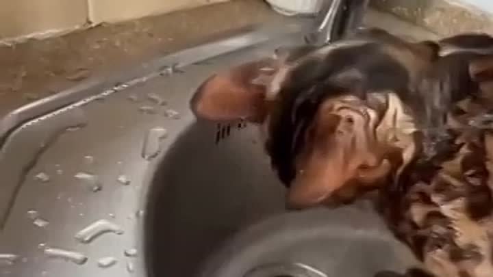 Кот водяной