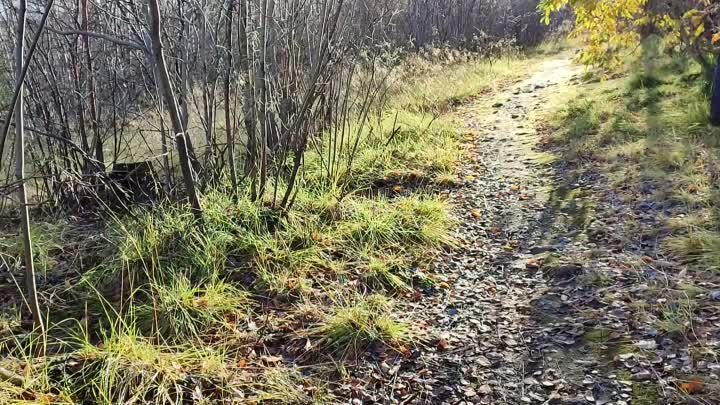 Прогулка по осеннему лесу