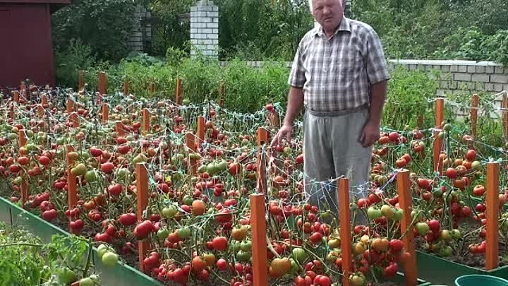 Мой урожай томата 2015 года. Сорт "Виттас" моей селекции