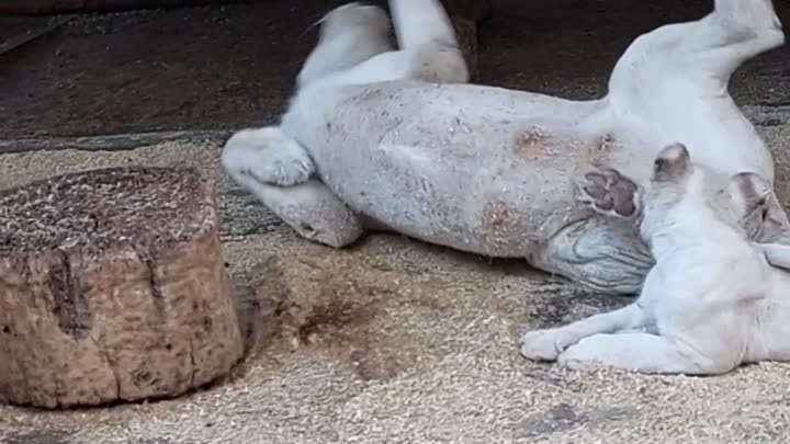 Мариупольский зоопарк. 1 день из жизни белых львов.mp4