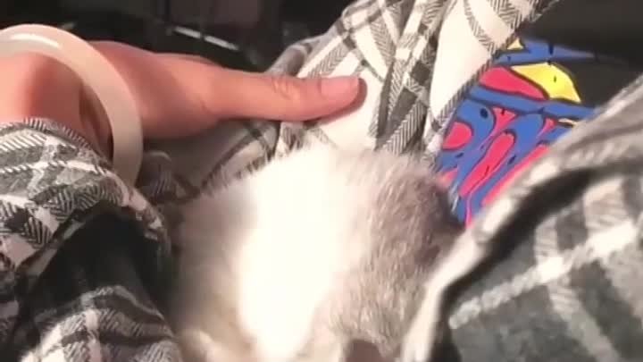 cutie kitty.mp4