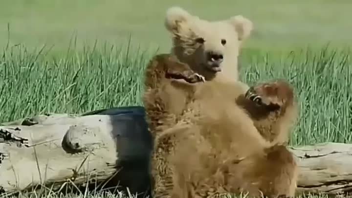 Плюшевый медведь!