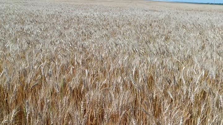 поле пшеницы ИП Главы КФХ "Сучек Е.А."