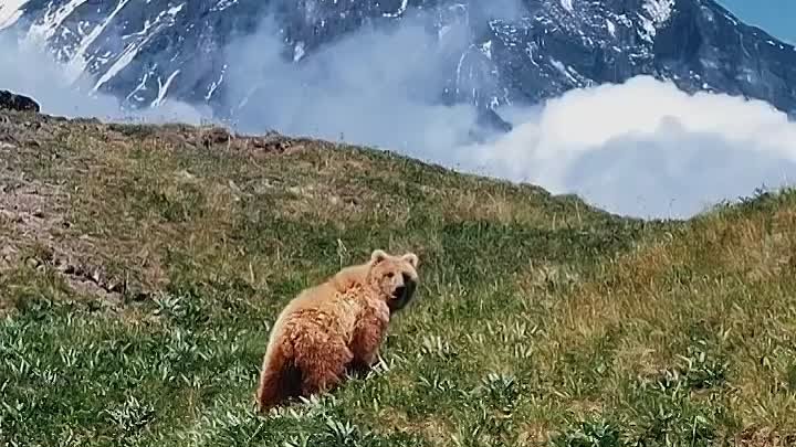 Камчатский мишка☺