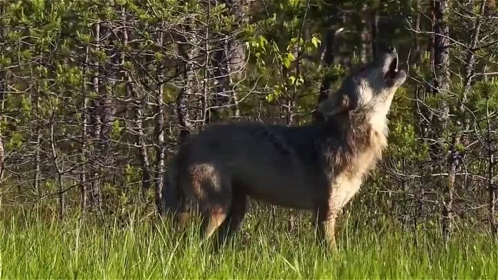 Волки!