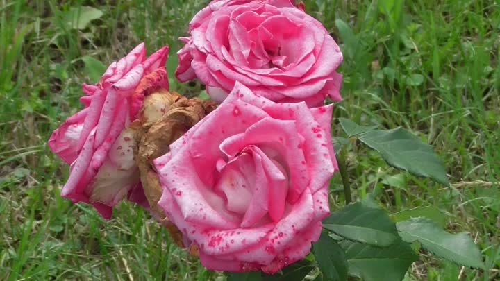Видео про розовые цветы розы