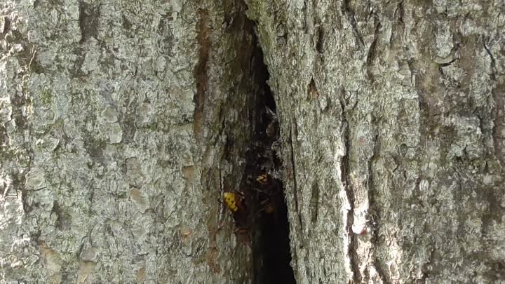 Шершни или большие осы на дереве. Я пошёл дальше