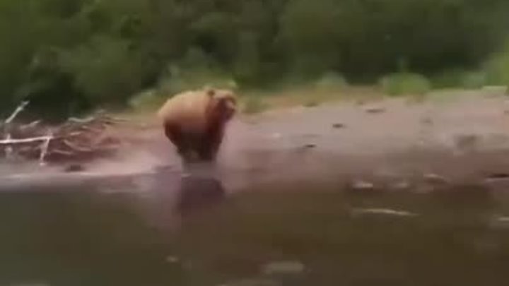 На Камчатке медведица напала на туристов, которые катались на лодке.