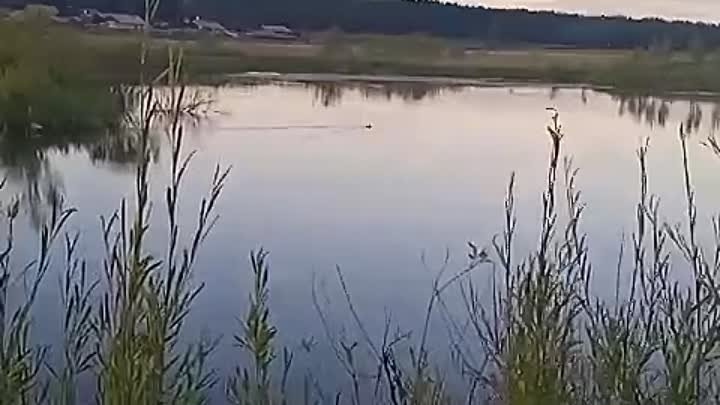 Вечереет. И над озером летают утки... 