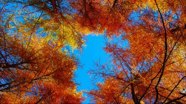 Осень разноцветная