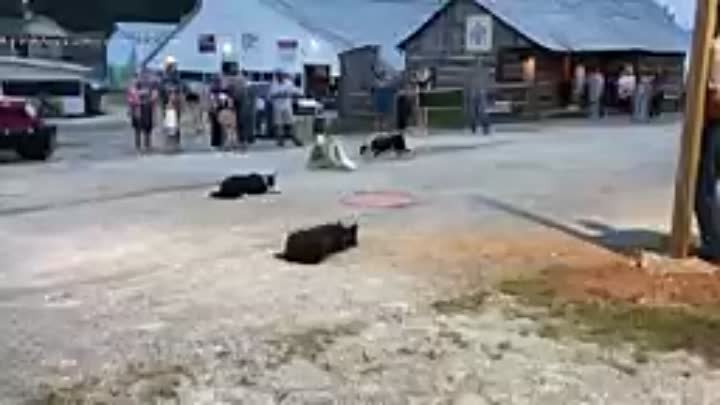 Демонстрация навыков пастушьих собак