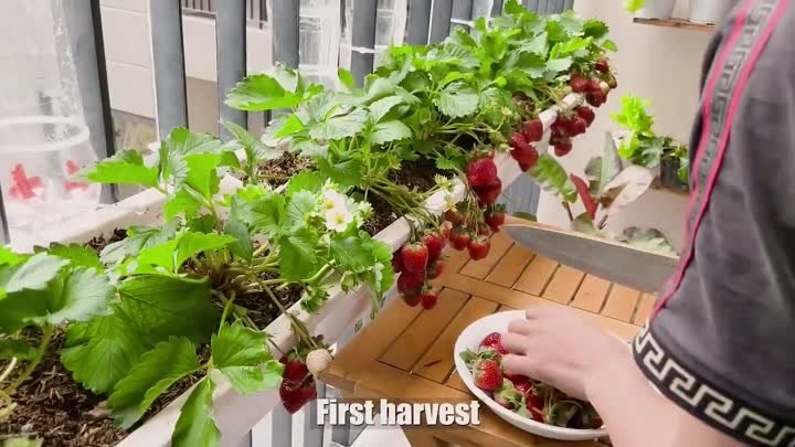 Выращивать клубнику в домашних условиях легко, она крупная и сладкая, если вы знаете этот метод