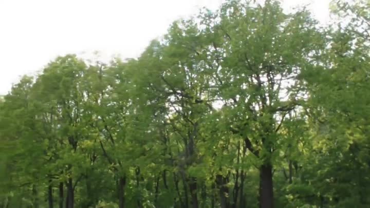 30 апреля 2014-го. Пение птиц в парке поселка Дубовое Белгородской о ...