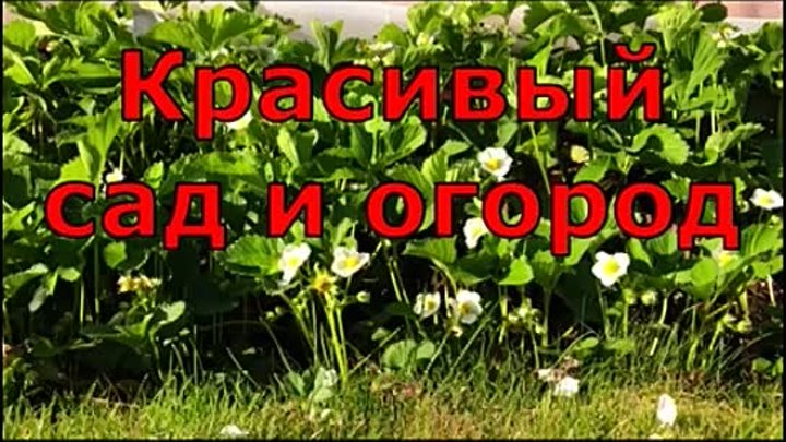 ДАЖЕ ХИЛАЯ РАССАДА ОГУРЦОВ, ПОМИДОРОВ, ПЕРЦЕВ ВМИГ ПРИЖИВЕТСЯ И ПОЙД ...