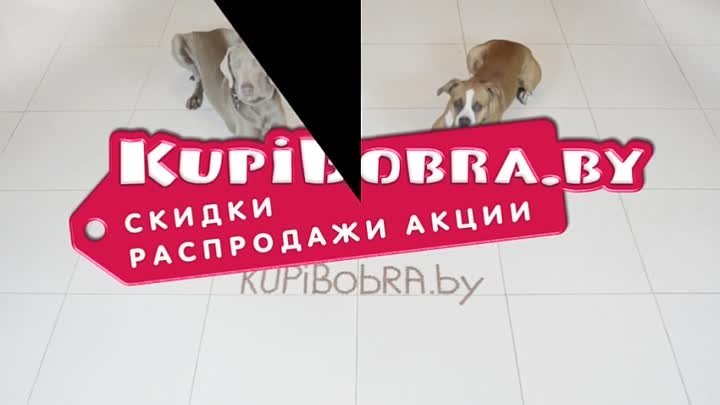 Crazy Dogs специально для KupiBobra.by