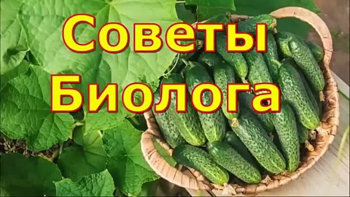 Дачники В ШОКЕ! После даже дохлые Томаты, Огурцы сразу пошли в рост  ...