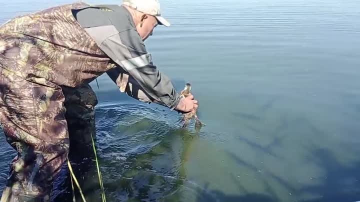 Выпуск савки в природу в августе