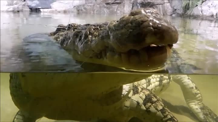 Крокодилы Океанариум г.Пенза 17.09.2023
