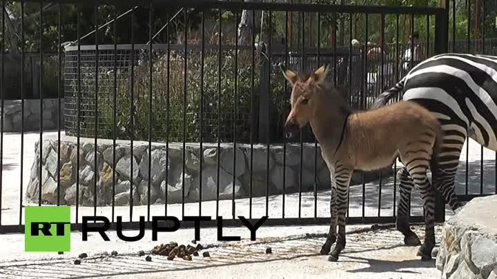 В Крыму у осла и зебры родился общий малыш