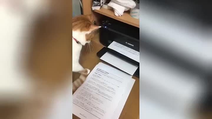 Любопытная кошка решила познать принцип работы новенького принтера.
