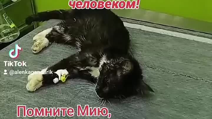 Video by Кошкин дом Лозки помощь бездомным котам.