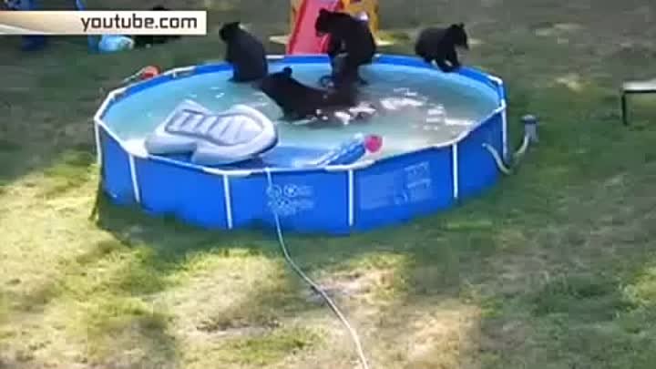 Медведи в жаркий день захватили бассейн в Нью-Джерси
