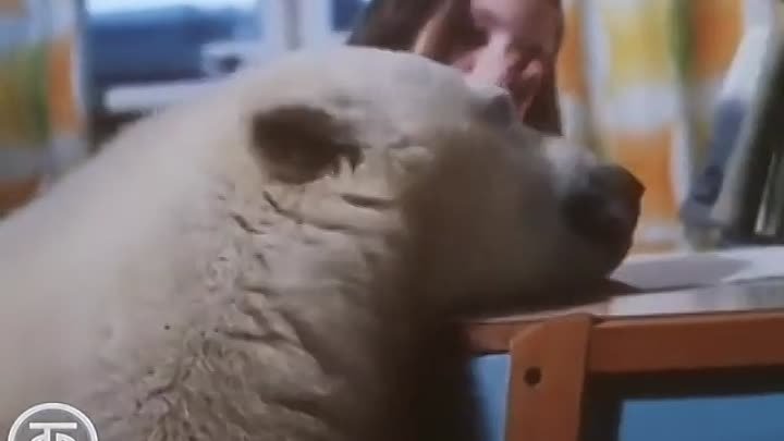 Белый медведь Айка. Фильм Ю.Ледина  (1975)