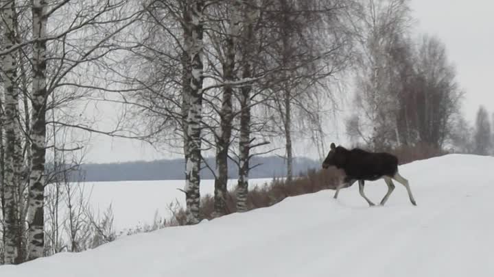 Зимний лось.