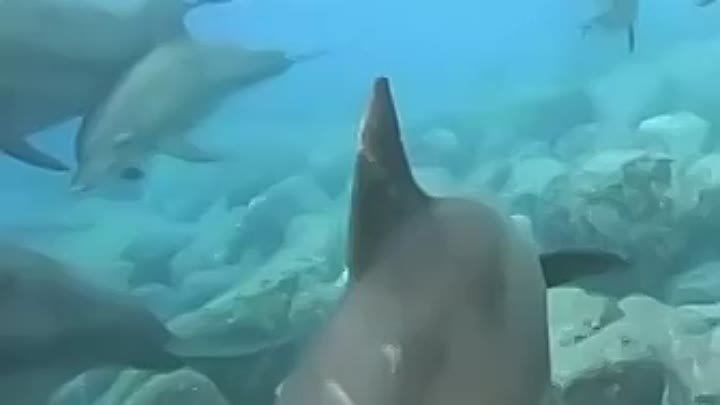 Дельфины.MP4