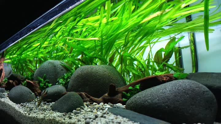I made INCREDIBLE SLOPED RIVER TANK _ HILLSTREAM AQUARIUM Step by st ...