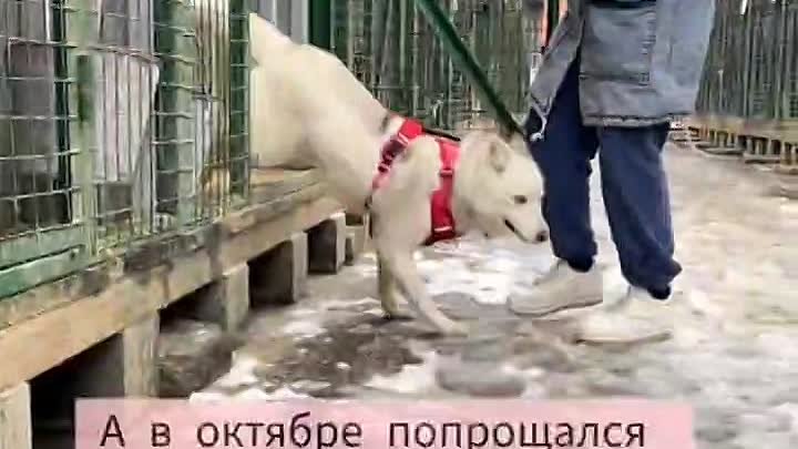 Приютский пес Пиг 