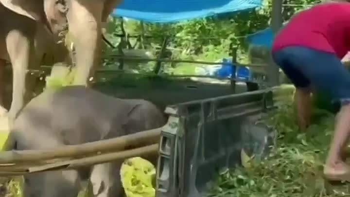 Счастливый слоненок