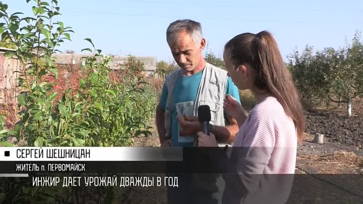 В кадре первомайы! Сергей Шешницан-Инжир и хурма на даче в Первомайске