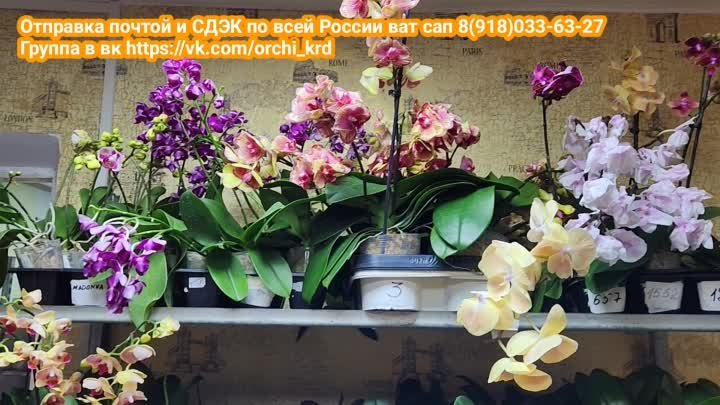 Финальная поставка орхидей 2023г, многие с цветоносами, ват сап 8918 ...