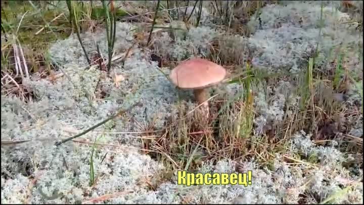 За грибами!