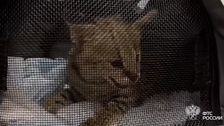 Котенка сервала пытались вывезти из Домодедово в США
