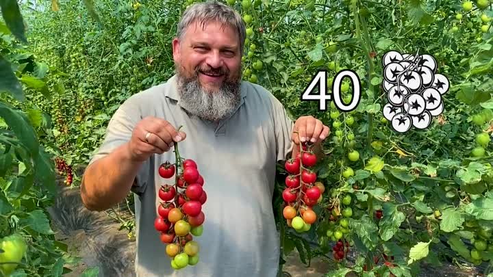 ПИНК ХАНИ ! Черри-томат, который влюбляет в себя (720p)